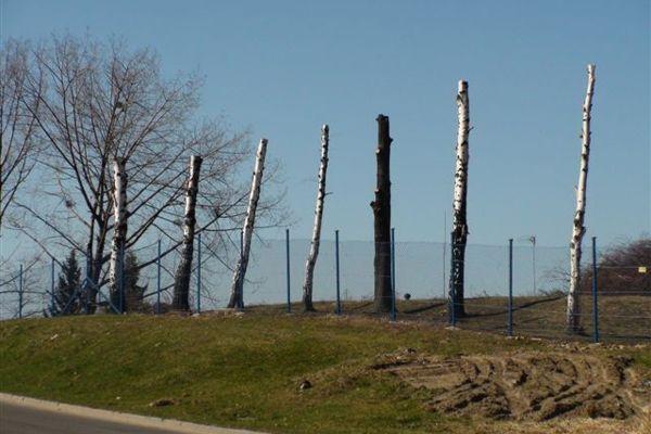 Cięcia na ulicy Chopina - rok 2012, fot. nadesłane przez czytelnika