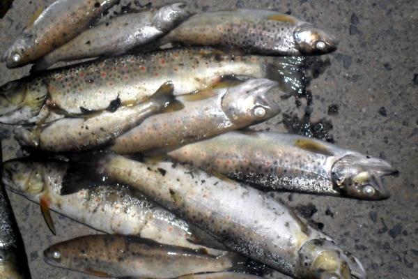 Śnięte ryby w Miedziance, fot. Państwowa Straż Rybacka