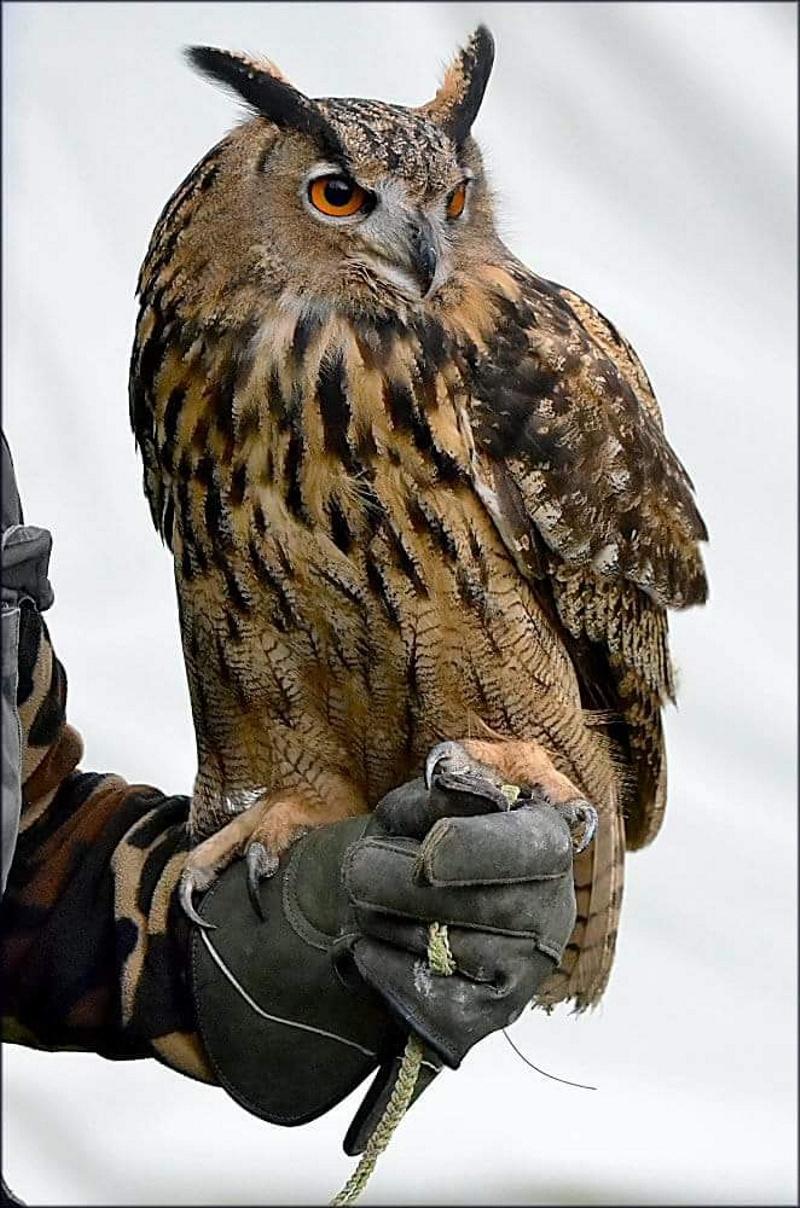 Výr velký (Bubo bubo), po polsku nazwa brzmi puchacz zwyczajny, fot. policja liberecka